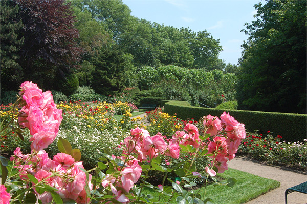 Der Rosengarten auf Fort X (Foto Rohde)